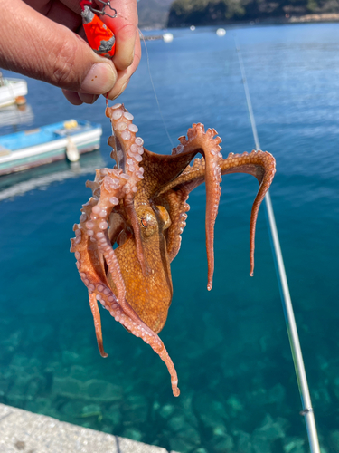 イイダコの釣果