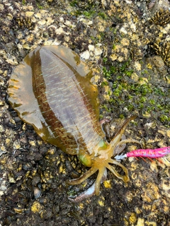 アオリイカの釣果