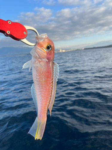 アマダイの釣果