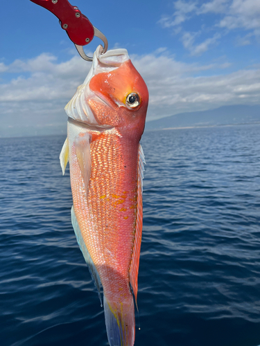 アマダイの釣果