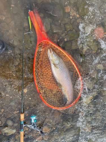 ブラウントラウトの釣果