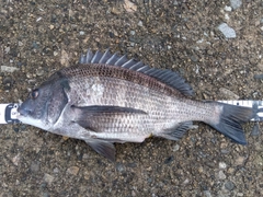 チヌの釣果