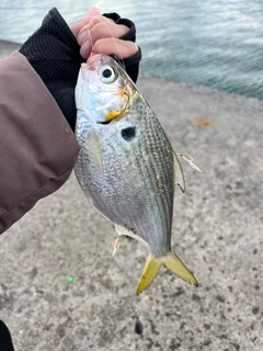 リュウキュウドロクイの釣果