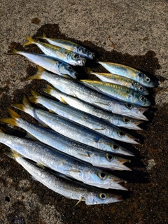 カマスの釣果