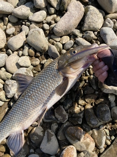 ニゴイの釣果