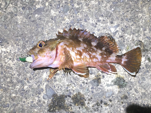 カサゴの釣果