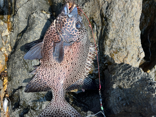 イシガキダイの釣果