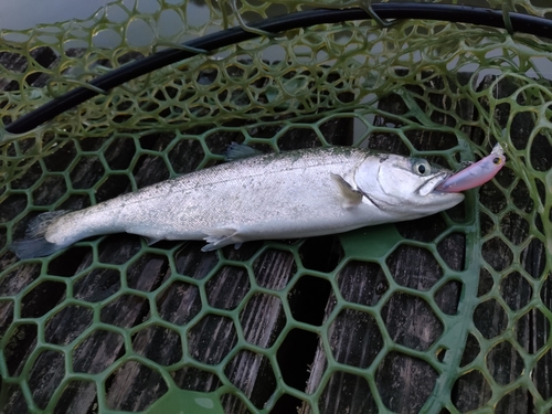 ニジマスの釣果