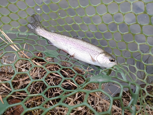 ニジマスの釣果