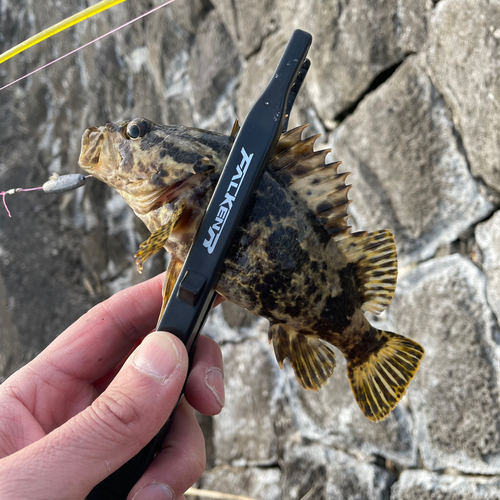 タケノコメバルの釣果