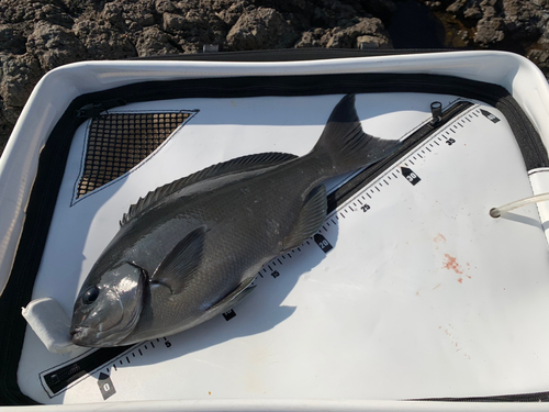 オナガグレの釣果