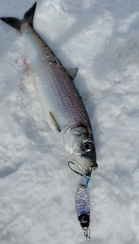 ニシンの釣果