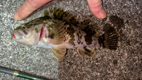 タケノコメバルの釣果