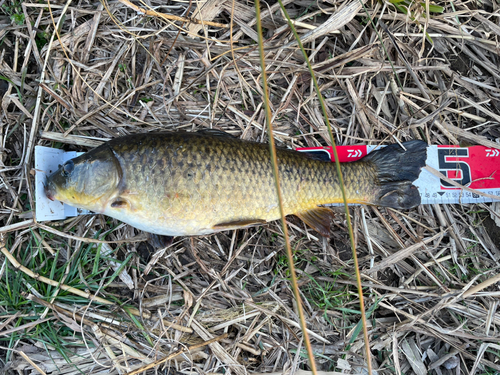 コイの釣果