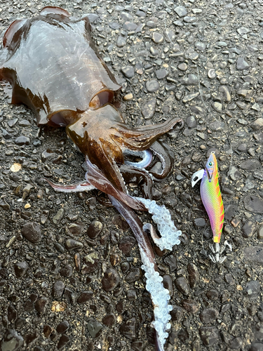 アオリイカの釣果