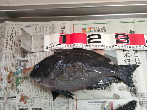 メジナの釣果