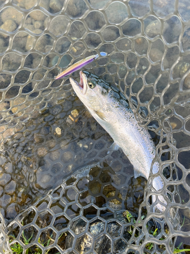 サクラマスの釣果