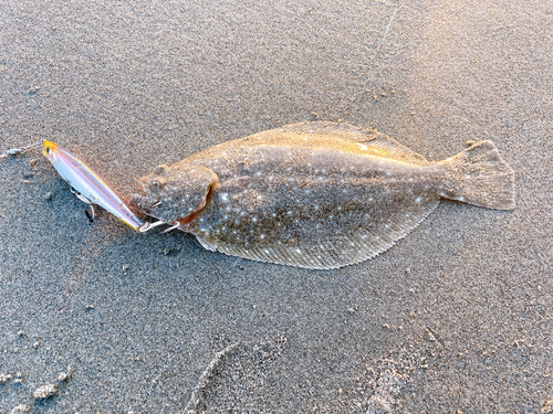 ソゲの釣果