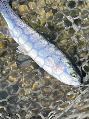 ニジマスの釣果