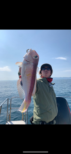 アマダイの釣果