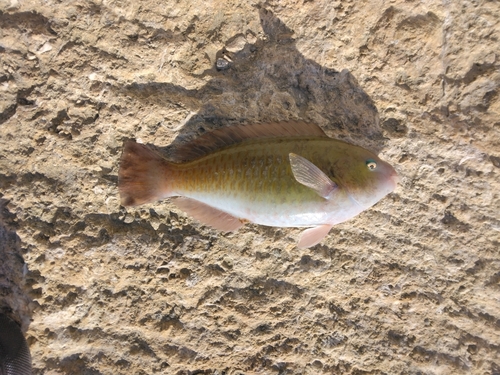 イラブチャーの釣果