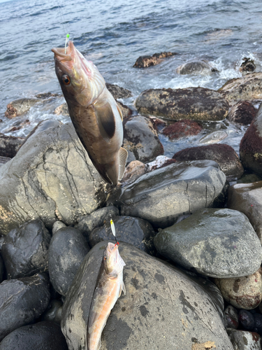 ホッケの釣果