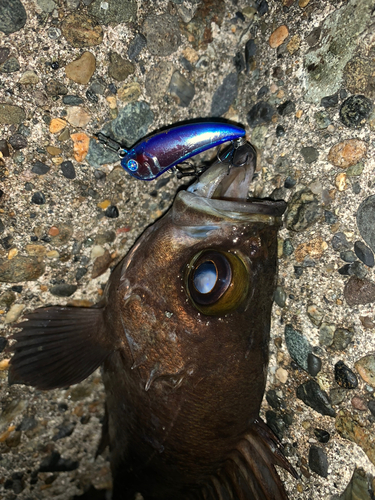 シロメバルの釣果