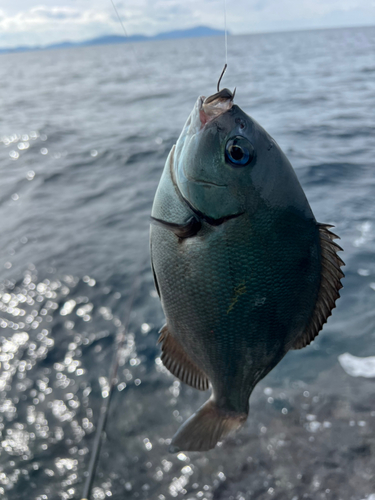 グレの釣果