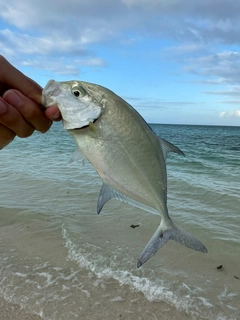 メッキの釣果