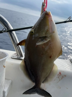 メガネハギの釣果