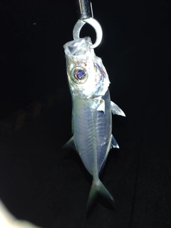 メアジの釣果