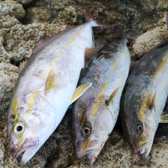 カンパチの釣果