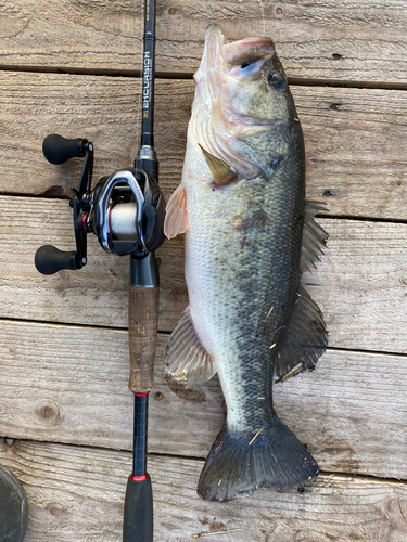 ブラックバスの釣果