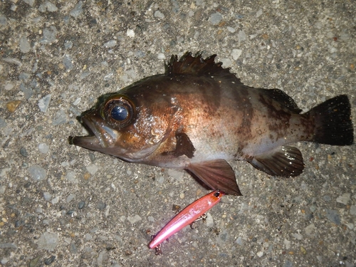 メバルの釣果