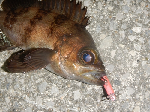 メバルの釣果