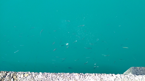 カタボシイワシの釣果