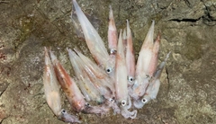 ヤリイカの釣果