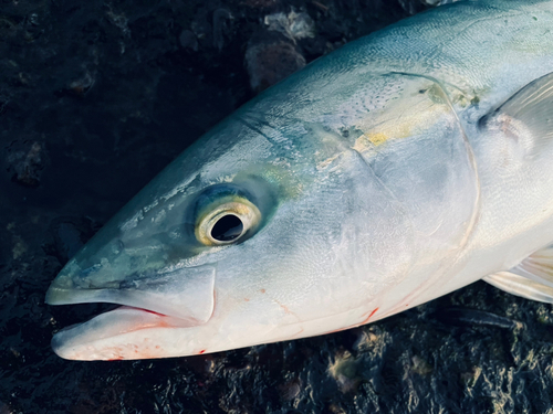 メジロの釣果