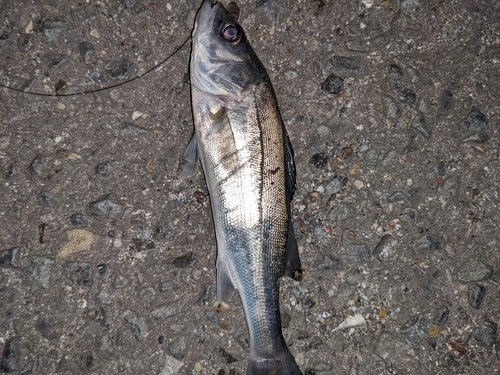 セイゴ（マルスズキ）の釣果