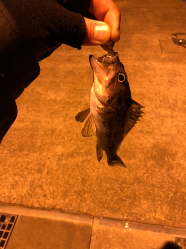 クロソイの釣果