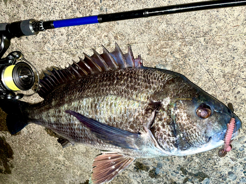 チヌの釣果