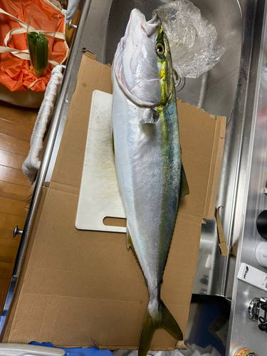 ブリの釣果