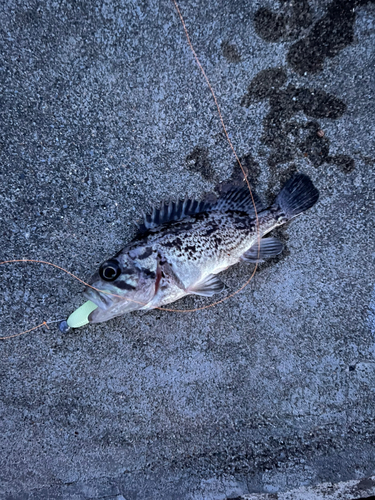 クロソイの釣果