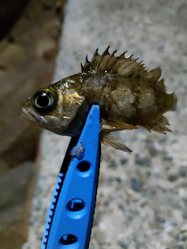 タケノコメバルの釣果