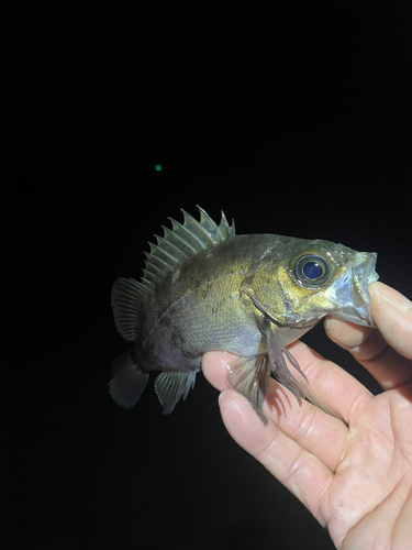 メバルの釣果