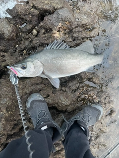 セッパ（ヒラスズキ）の釣果