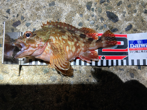 アラカブの釣果