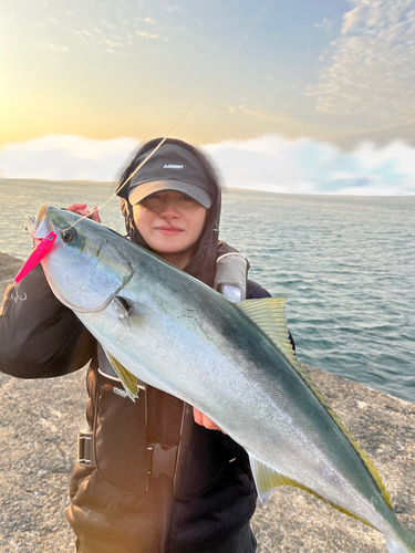 ブリの釣果