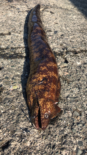 ウツボの釣果