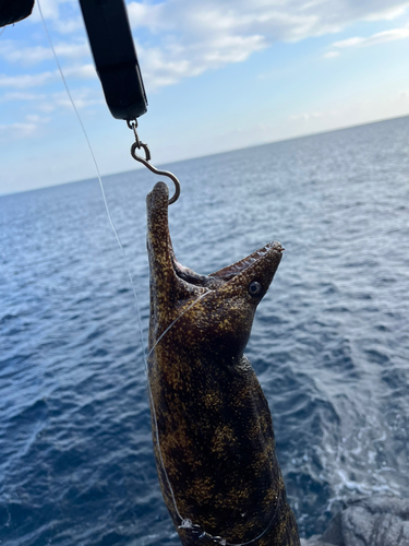 ウツボの釣果